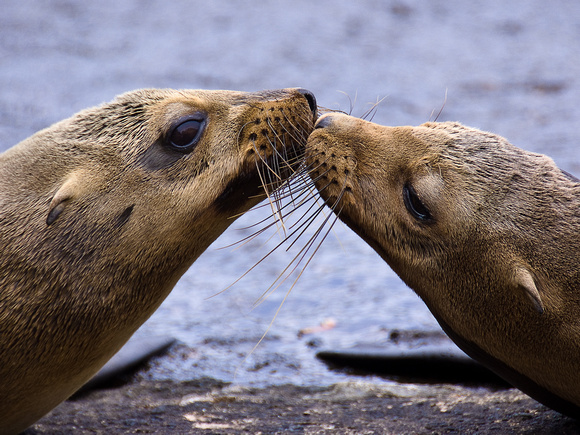 Sealed With a Kiss (OK, So They're Sea Lions, Whatever)