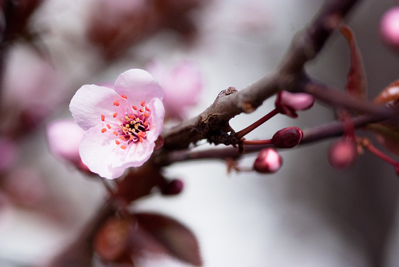 Plum Tree Blossom