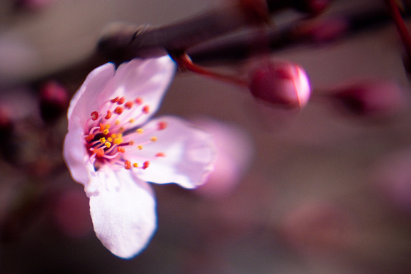 Plum Tree Blossom