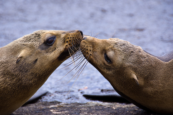 Sealed With a Kiss (OK, So They're Sea Lions, Whatever)